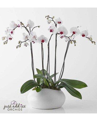 Premium 5 ORCHID PLANTS size, inches height and inches wide.