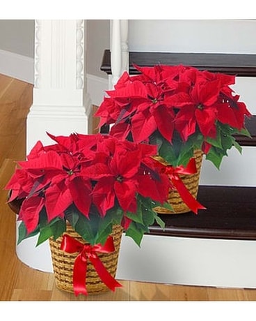 2 POINSETTIA size, inches height and inches wide.