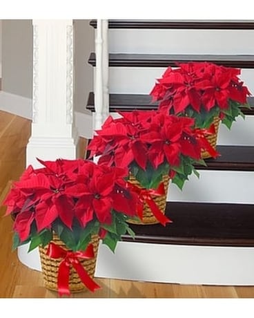 3 POINSETTIA size, inches height and inches wide.