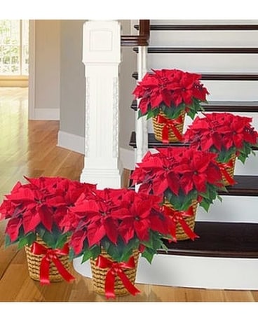 5 POINSETTIA size, inches height and inches wide.