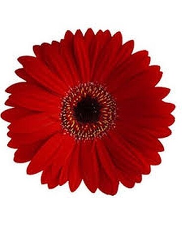 Red size, inches height and inches wide.