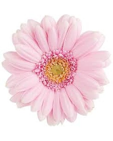 Pink size, inches height and inches wide.