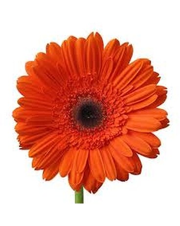 Orange size, inches height and inches wide.