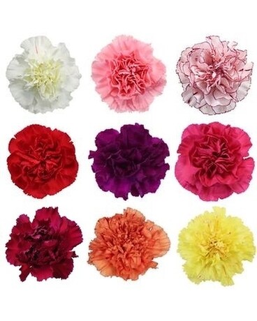 12 Yellow Carnations size, inches height and inches wide.