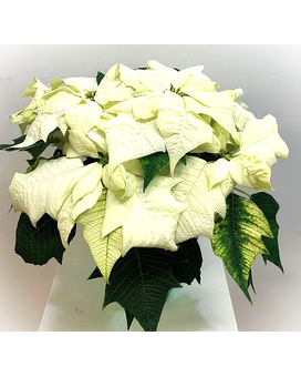 White-Upgraded in Basket size, inches height and inches wide.