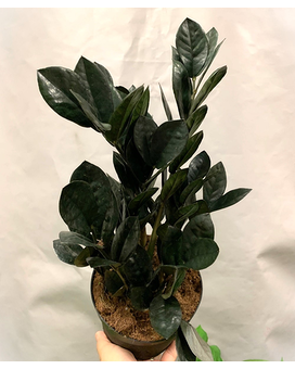 Basic Pot Cover size, inches height and inches wide.
