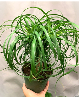 Basic Pot Cover size, inches height and inches wide.