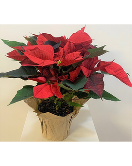 As Shown Red-Pot Cover size, inches height and inches wide.