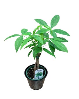 Basic Pot Cover size, inches height and inches wide.