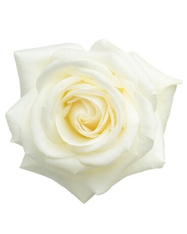 White Roses size, inches height and inches wide.