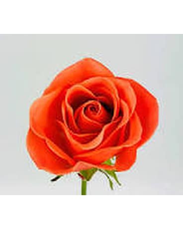 Orange Roses size, inches height and inches wide.