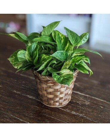 6in basket size, inches height and inches wide.
