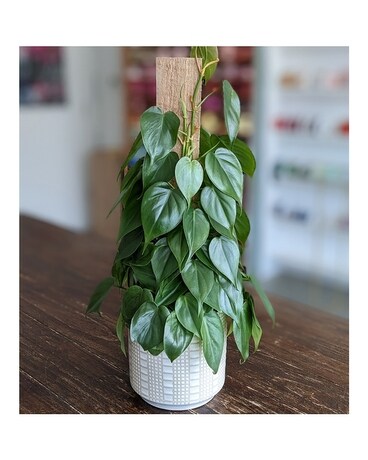 6" in Upgraded Container size, inches height and inches wide.