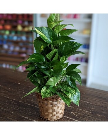 6" in Basket size, inches height and inches wide.