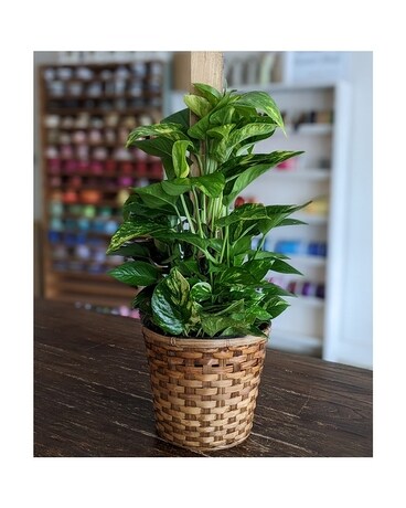 8" in Basket size, inches height and inches wide.