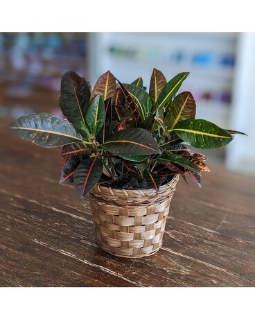 6" in Basket size, inches height and inches wide.