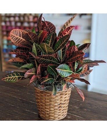 8" in Basket size, inches height and inches wide.