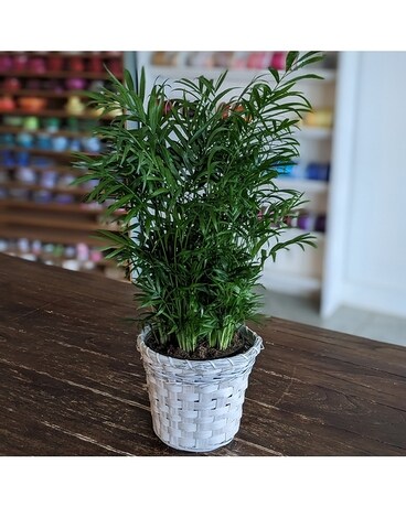 6" in Basket size, inches height and inches wide.