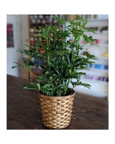 8" in Basket size, inches height and inches wide.
