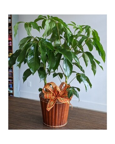 10" in Basket size, inches height and inches wide.