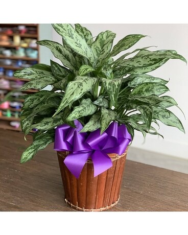8" in Basket size, inches height and inches wide.