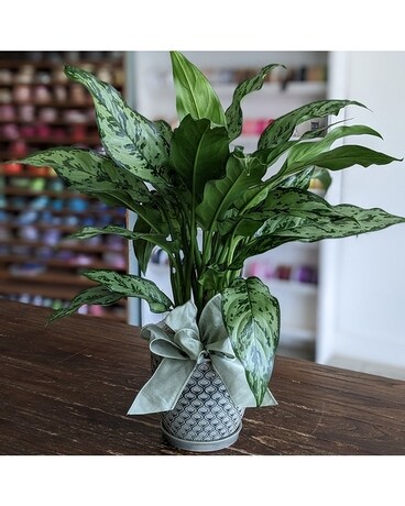 8" in Upgraded Container size, inches height and inches wide.