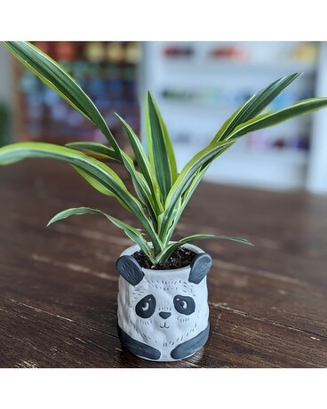 Pepper pot planted size, inches height and inches wide.
