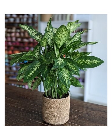 8" in Upgraded Container size, inches height and inches wide.