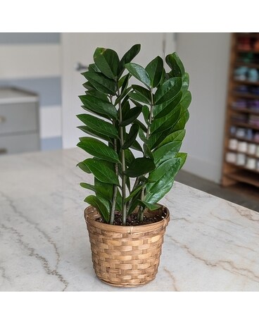 6" in ceramic size, inches height and inches wide.