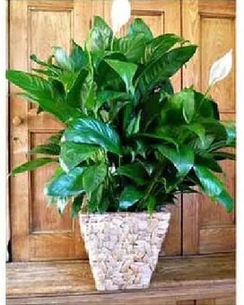 As Shown 8" size, inches height and inches wide.