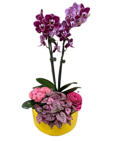 As Shown size, inches height and inches wide.