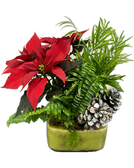3 Plants size, inches height and inches wide.