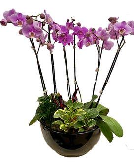2 Orchids + 3 Plants size, 31 inches height and 14 inches wide.