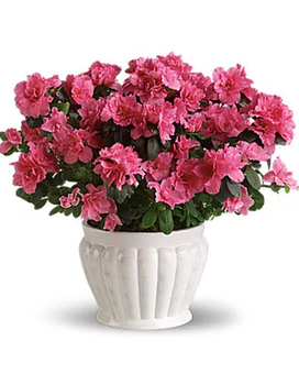 Pink Azalea size, inches height and inches wide.