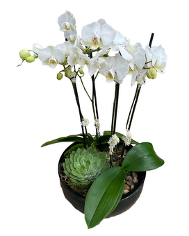 Orchids + 1 Succulent size, 17 inches height and 8 inches wide.
