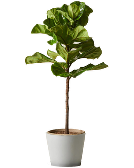 Plant + Wicker Basket size, 64 inches height and 42 inches wide.
