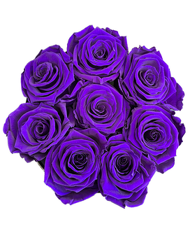 8 Purple Roses (Sold out) size, inches height and inches wide.