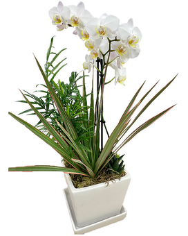 White Orchid + 3 Plants (White Planter) size, inches height and inches wide.