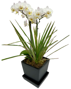 White Orchid + 1 Plant (Black Planter) size, inches height and inches wide.
