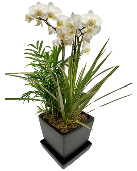 White Orchid + 2 Plants (Black Planter) size, inches height and inches wide.