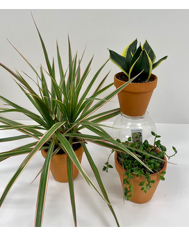 3 Plants size, inches height and inches wide.