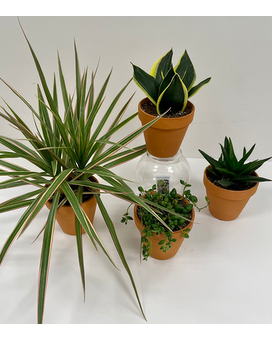 4 Plants size, inches height and inches wide.