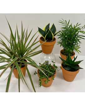 5 Plants size, inches height and inches wide.