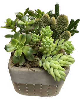 4 Succulents size, 7 inches height and 8 inches wide.