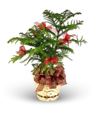 6 Inch Plant size, inches height and inches wide.
