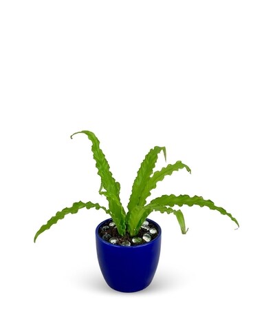 As Shown size, inches height and inches wide.