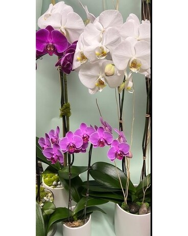 Planter - Assortment size, inches height and inches wide.