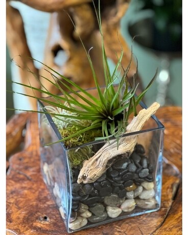 Terrarium - Deluxe size, inches height and inches wide.