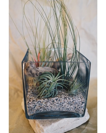Terrarium - standard size, inches height and inches wide.