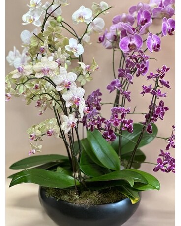Planter - Assortment size, inches height and inches wide.